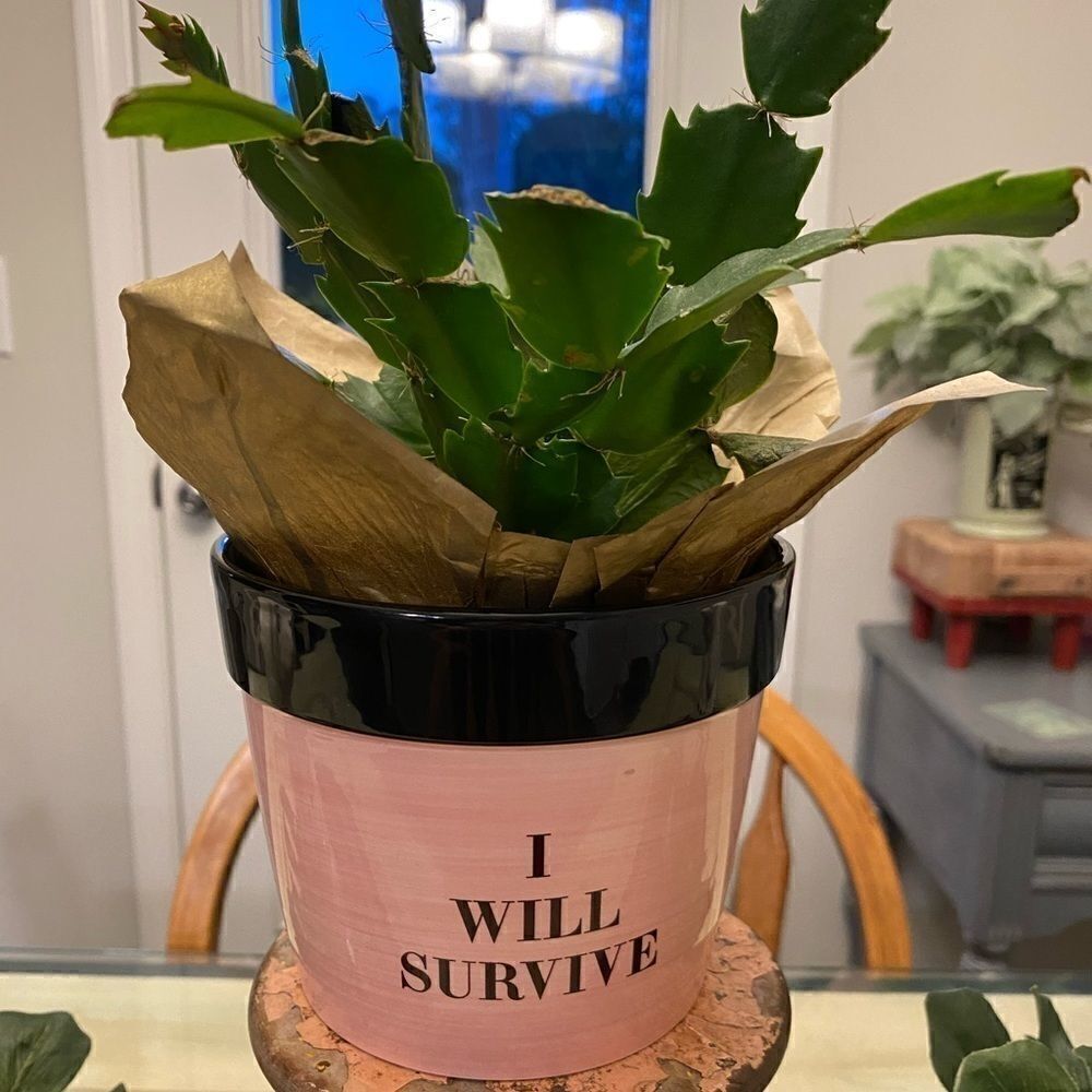 NWOT cute small planter by Hazel & Co.